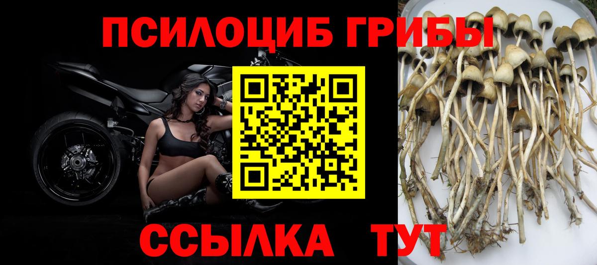 Псилоцибиновые грибы Psilocybe Реж